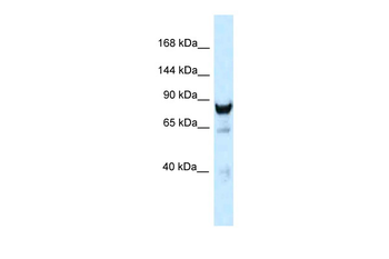 Dnm3 Rabbit Polyclonal Antibody