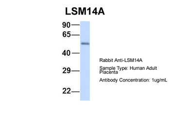 LSM14A Rabbit Polyclonal Antibody