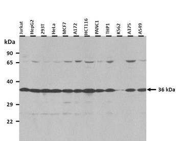VGLL3 Rabbit Polyclonal Antibody