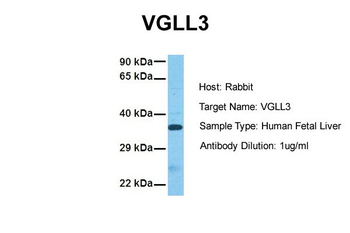 VGLL3 Rabbit Polyclonal Antibody