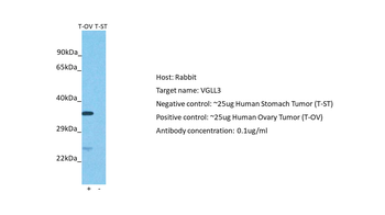 VGLL3 Rabbit Polyclonal Antibody