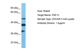 FGF13 Rabbit Polyclonal Antibody