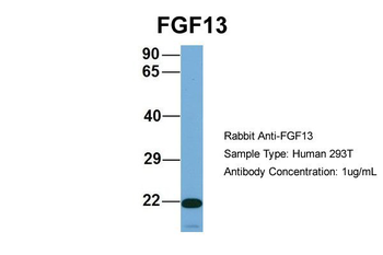 FGF13 Rabbit Polyclonal Antibody