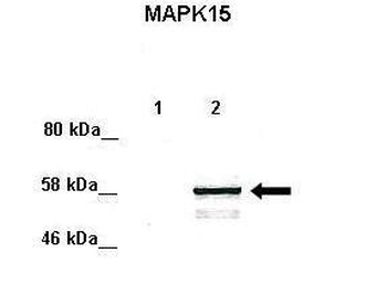 MAPK15 Rabbit Polyclonal Antibody