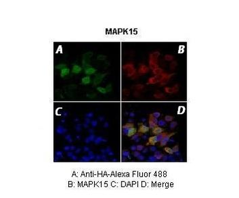 MAPK15 Rabbit Polyclonal Antibody