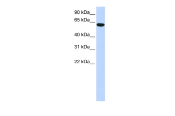 CFAP53 Rabbit Polyclonal Antibody