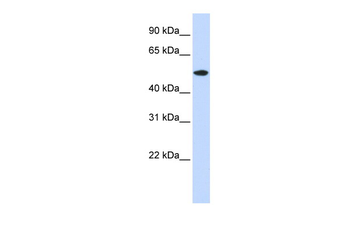 RASGEF1A Rabbit Polyclonal Antibody
