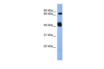 Apbb1 Rabbit Polyclonal Antibody