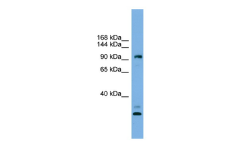 CCDC110 Rabbit Polyclonal Antibody