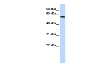 SPAG8 Rabbit Polyclonal Antibody