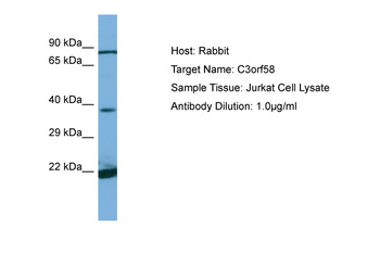 C3ORF58 Rabbit Polyclonal Antibody