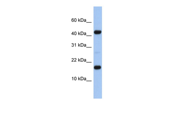 FLJ37543 Rabbit Polyclonal Antibody