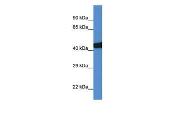 Sec14l3 Rabbit Polyclonal Antibody