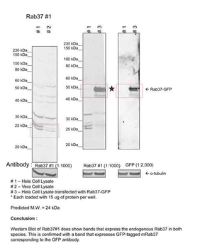 RAB37 Rabbit Polyclonal Antibody