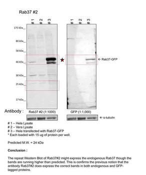 RAB37 Rabbit Polyclonal Antibody