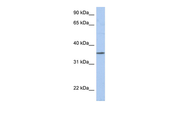 PRR18 Rabbit Polyclonal Antibody
