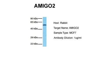 AMIGO2 Rabbit Polyclonal Antibody