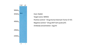 LRRC33 Rabbit Polyclonal Antibody