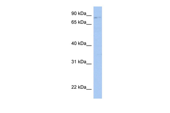 LRRC33 Rabbit Polyclonal Antibody