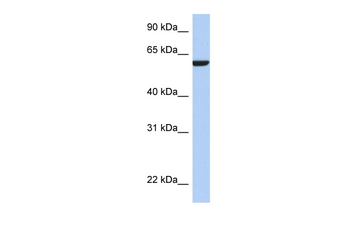 AMIGO3 Rabbit Polyclonal Antibody