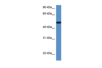 Ier5l Rabbit Polyclonal Antibody