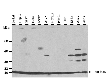 RPL37A Rabbit Polyclonal Antibody
