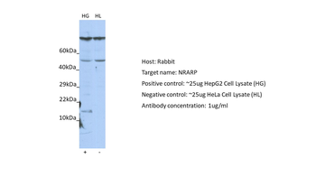 NRARP Rabbit Polyclonal Antibody