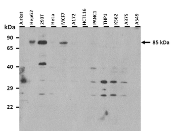 C1orf103 Rabbit Polyclonal Antibody