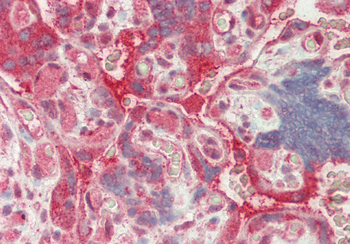 SFRS7 Rabbit Polyclonal Antibody
