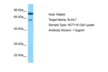 KLHL7 Rabbit Polyclonal Antibody