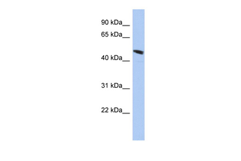 C9orf68 Rabbit Polyclonal Antibody