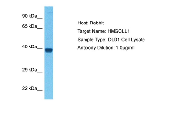 HMGCLL1 Rabbit Polyclonal Antibody