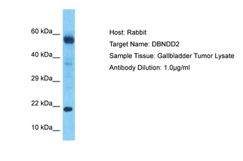 DBNDD2 Rabbit Polyclonal Antibody
