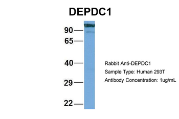 DEPDC1 Rabbit Polyclonal Antibody
