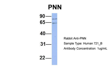 PNN Rabbit Polyclonal Antibody