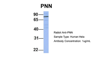 PNN Rabbit Polyclonal Antibody