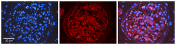 PRKCG Rabbit Polyclonal Antibody