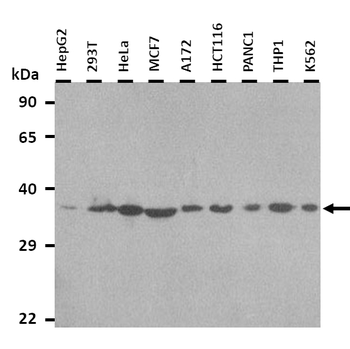 PRSS3 Rabbit Polyclonal Antibody