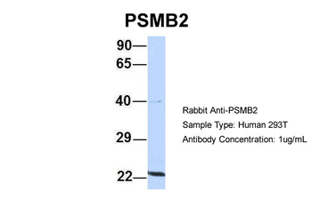 PSMB2 Rabbit Polyclonal Antibody