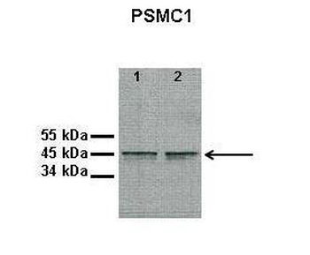 Psmc1 Rabbit Polyclonal Antibody