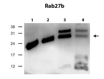 Rab27b Rabbit Polyclonal Antibody