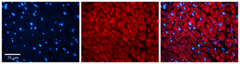 RHEB Rabbit Polyclonal Antibody