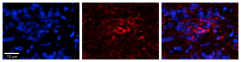 SGK1 Rabbit Polyclonal Antibody