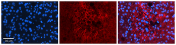 SGK1 Rabbit Polyclonal Antibody