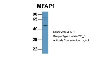 MFAP1 Rabbit Polyclonal Antibody