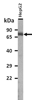 PRKCH Rabbit Polyclonal Antibody