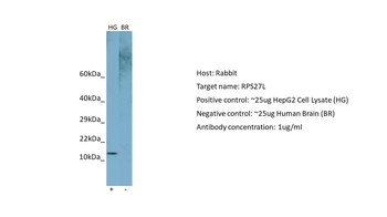 RPS27L Rabbit Polyclonal Antibody