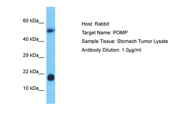 POMP Rabbit Polyclonal Antibody