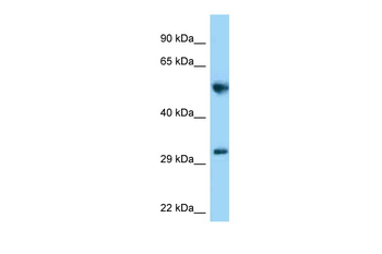Memo1 Rabbit Polyclonal Antibody