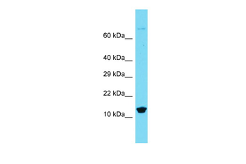 Mpc1 Rabbit Polyclonal Antibody